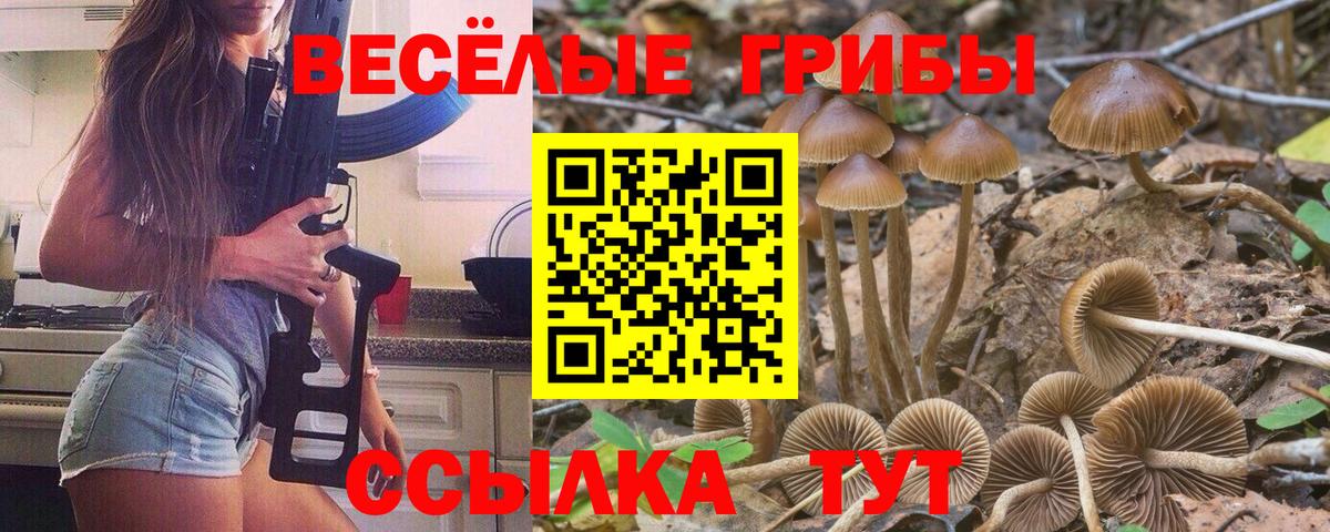 Псилоцибиновые грибы мицелий Жуковский
